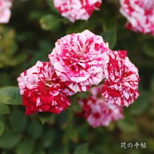 バラ　ジョリー キューピッド（Jolly Cupido）｜花の手帖のバラ図鑑