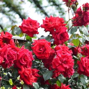 バラ　フォンテーヌ｜花の手帖のバラ図鑑