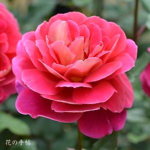 バラ　フォーティナイナー｜花の手帖のバラ図鑑