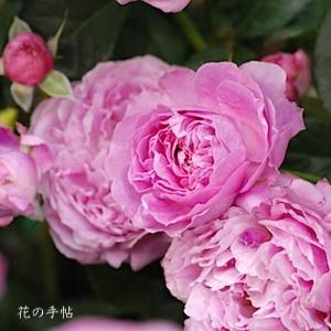バラ　フォー ユア ホーム（For Your Home）｜花の手帖のバラ図鑑