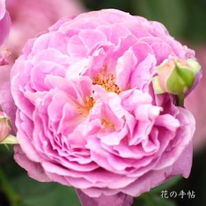 バラ　フォー ユア ホーム（For Your Home）｜花の手帖のバラ図鑑