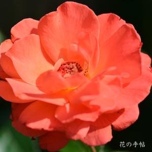 バラ　フォー ユー ウィズラブ（For You With Love）｜花の手帖のバラ図鑑