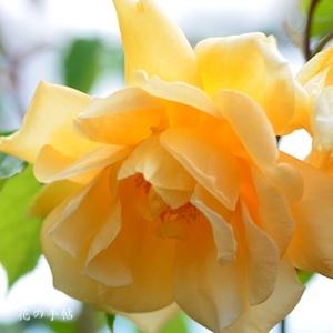 バラ　フランチェスカ｜花の手帖のバラ図鑑