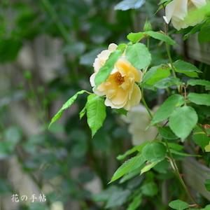 バラ　フランチェスカ｜花の手帖のバラ図鑑