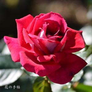 バラ　フランシーヌ｜花の手帖のバラ図鑑