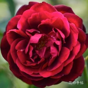 バラ　フランシス デュブルーユ／フランシス デュブリュイ｜花の手帖のバラ図鑑