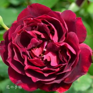 バラ　フランシス デュブルーユ／フランシス デュブリュイ｜花の手帖のバラ図鑑