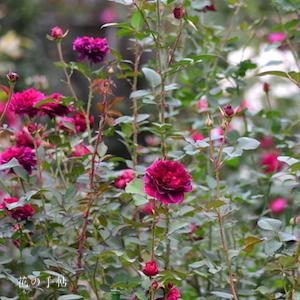 バラ　フランシス デュブルーユ／フランシス デュブリュイ｜花の手帖のバラ図鑑