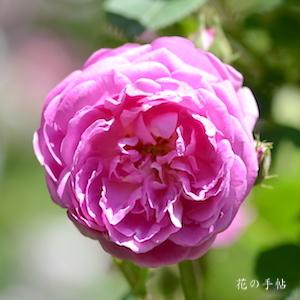 バラ　フォルストマイスターズハイム｜花の手帖のバラ図鑑