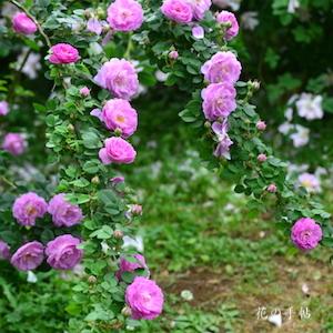 バラ　フォクシー｜花の手帖のバラ図鑑