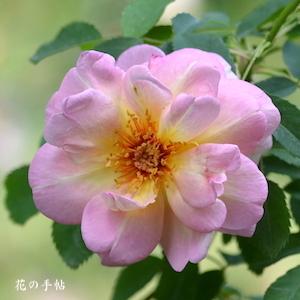 バラ　フリューリングスドゥフト｜花の手帖のバラ図鑑