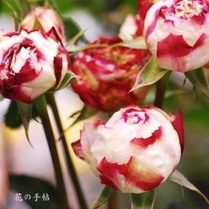 バラ　フリュイ｜花の手帖のバラ図鑑