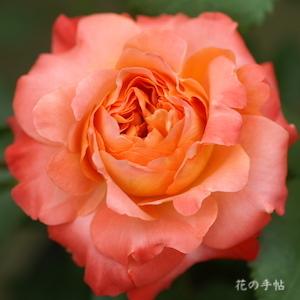 バラ　フリュイテ（Fruite）｜花の手帖のバラ図鑑