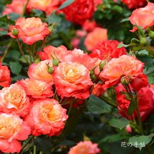 バラ　フリュイテ（Fruite）｜花の手帖のバラ図鑑