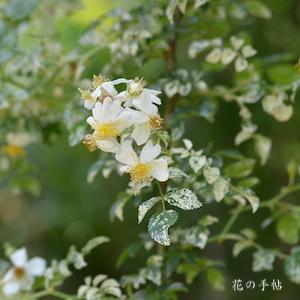 バラ　フイリテリハノイバラ｜花の手帖のバラ図鑑