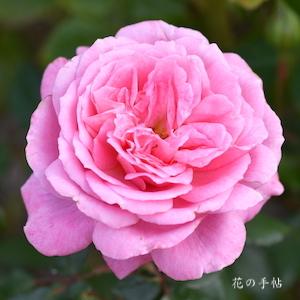 バラ　フューチャーパフューム｜花の手帖のバラ図鑑