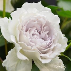 バラ　ガブリエル（Gabriel）｜花の手帖のバラ図鑑