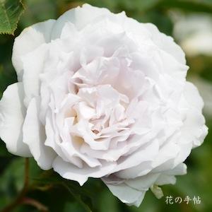 バラ　ガブリエル（Gabriel）｜花の手帖のバラ図鑑