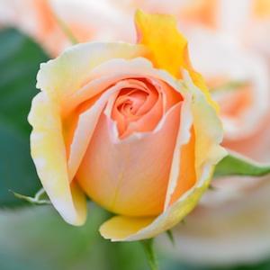 バラ　ジュヌビエーヴ オルシ（Genevieve Orsi ）｜花の手帖のバラ図鑑