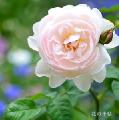 バラ　ジェントルハーマイオニー