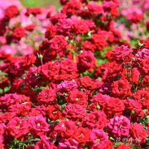 バラ　ジョージ ベスト（George Best）｜花の手帖のバラ図鑑