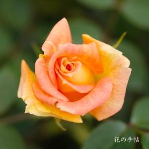 バラ　ジョージズ プライド（George's Pride）｜花の手帖のバラ図鑑