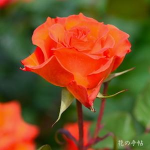 バラ　ジンジャースナップ（Gingersnap）｜花の手帖のバラ図鑑