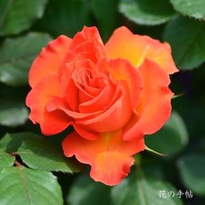 バラ　ジンジャースナップ（Gingersnap）｜花の手帖のバラ図鑑