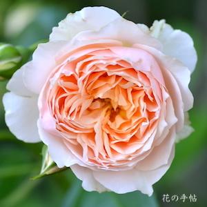 バラ　ジンジャー シュラバブ（Ginger Syllabub）｜花の手帖のバラ図鑑