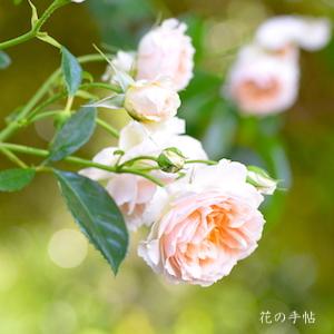 バラ　ジンジャー シュラバブ（Ginger Syllabub）｜花の手帖のバラ図鑑
