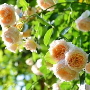 バラ　ジンジャー シュラバブ（Ginger Syllabub）｜花の手帖のバラ図鑑