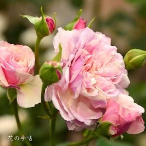 バラ　ギンガム チェック（Gingham Check）｜花の手帖のバラ図鑑