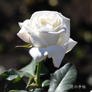 バラ　ギンレイ（銀嶺）｜花の手帖のバラ図鑑