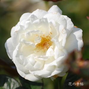 バラ　ギンレイ（銀嶺）｜花の手帖のバラ図鑑