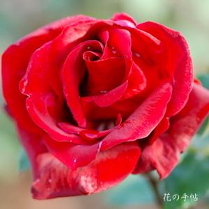 バラ　ジョッセルフェルト（Gisselfeldt）｜花の手帖のバラ図鑑