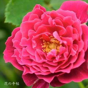 バラ　｜花の手帖のバラ図鑑
