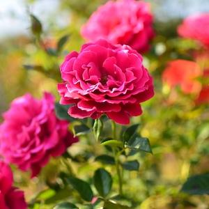 バラ　｜花の手帖のバラ図鑑