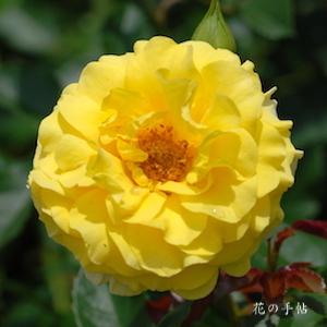 バラ　ゴールデンフラッシュ｜花の手帖のバラ図鑑