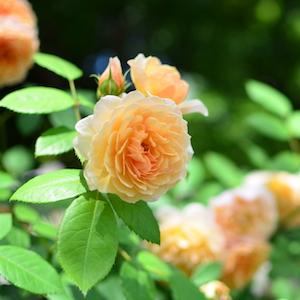 バラ　グレイス｜花の手帖のバラ図鑑