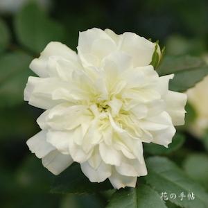 バラ　グリーン アイス｜花の手帖のバラ図鑑