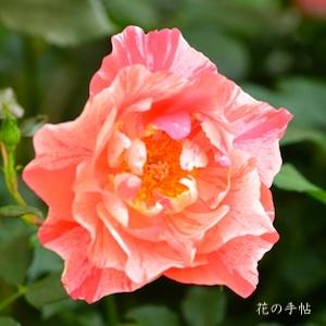 バラ　グリマルディ（Grimaldi）｜花の手帖のバラ図鑑