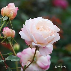 バラ　グルス アン アーヘン｜花の手帖のバラ図鑑