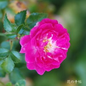 バラ　ハッピートレイルズ｜花の手帖のバラ図鑑