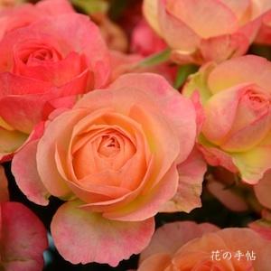 バラ　ヒートアンドビート｜花の手帖のバラ図鑑