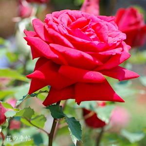 バラ　ヘレン シェーン（Helen Schoen）｜花の手帖のバラ図鑑