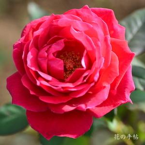 バラ　ヘレン シェーン（Helen Schoen）｜花の手帖のバラ図鑑