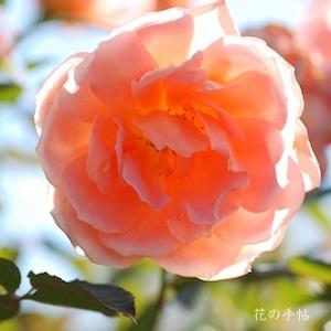 バラ　ヘレン トローベル（Helen Trawbel）｜花の手帖のバラ図鑑