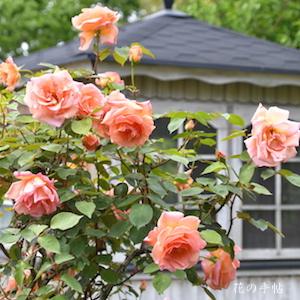 バラ　ヘレン トローベル（Helen Trawbel）｜花の手帖のバラ図鑑