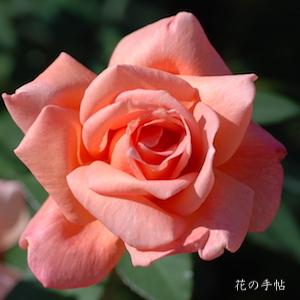 バラ　ヘレン トローベル（Helen Trawbel）｜花の手帖のバラ図鑑