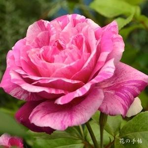 バラ　アンリマチス（Henri Matisse）｜花の手帖のバラ図鑑